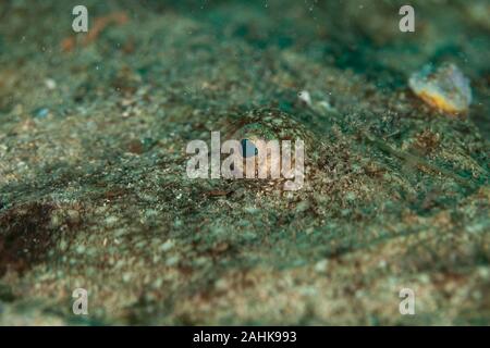 Angler, Seeteufel, Lophius piscatorius Stockfoto