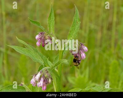 Biene auf einer Blume lila Beinwell, selektiver Fokus auf einem grünen bokeh Hintergrund - Symphytum officinale Stockfoto
