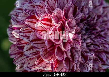 Detaillierte Makroaufnahme einer Rosa und Weiße Dahlie Blume im hellen Sonnenschein Stockfoto