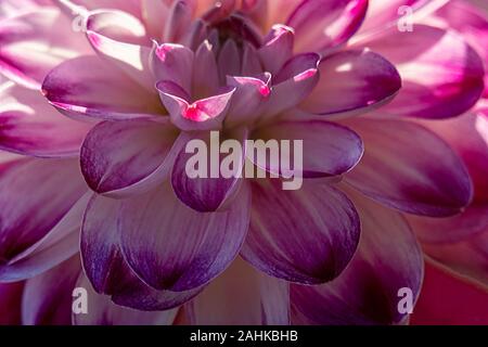 Detaillierte Makroaufnahme einer Rosa und Weiße Dahlie Blume im hellen Sonnenschein Stockfoto