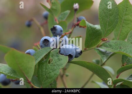 Reife wilde Blaubeeren bereit abgeholt zu werden, Stockfoto