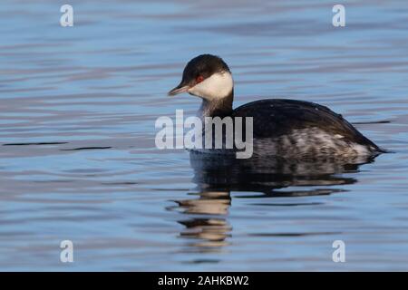 Slavonian Grebe (nicht brütendes Gefieder) Podiceps auritus, Farmoor Reservoir, Oxon, Großbritannien Stockfoto