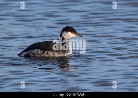 Slavonian Grebe (nicht brütendes Gefieder) Podiceps auritus, Farmoor Reservoir, Oxon, Großbritannien Stockfoto