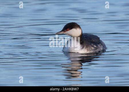 Slavonian Grebe (nicht brütendes Gefieder) Podiceps auritus, Farmoor Reservoir, Oxon, Großbritannien Stockfoto
