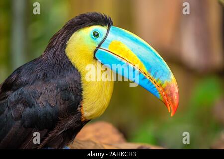 Ein Porträt der schönen farbigen Kiel-billed Toucan Stockfoto