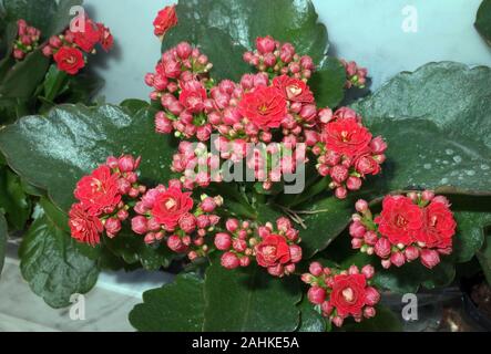 Calandiva blühenden close-up Stockfoto