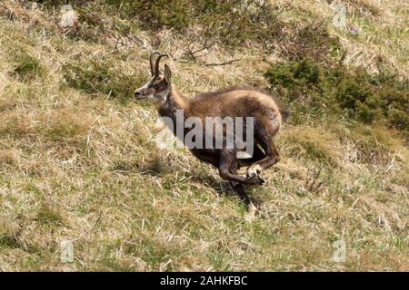 Alpine chamois läuft. Nationalpark Gran Paradiso, Italien Stockfoto