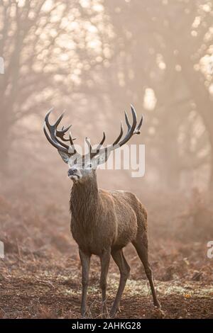 Hirsch im Richmond Park, London Stockfoto