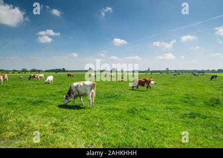 Kühe auf der grünen Wiese Wiese an einem sonnigen Tag in einem typisch holländische Polderlandschaft, wenige km von Rotterdam, Niederlande Stockfoto