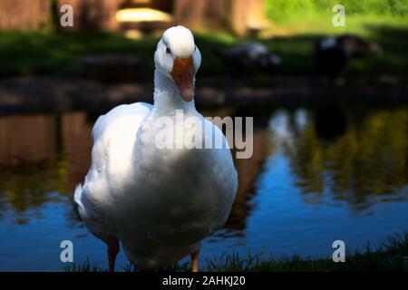 Aylesbury Ente - Anas platyrhynchos domesticus-Filey Vogel Garten & Animal Park Stockfoto