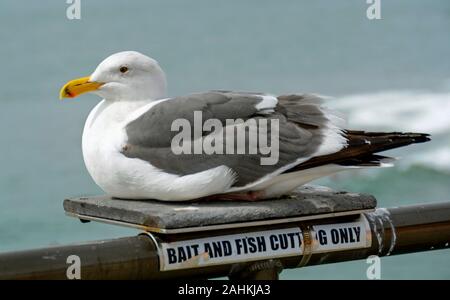 Nahaufnahme von einem grauen und weißen Möwe auf die Huntington Beach Pier mit dem Meer im Hintergrund. Ein 'Köder und Fisch schneiden Nur' Zeichen ist darunter. Stockfoto