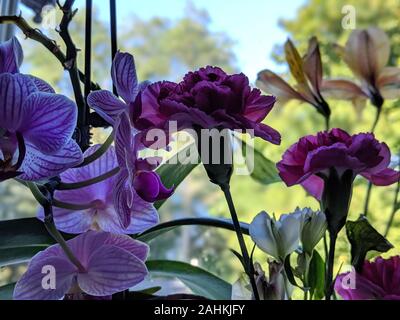 Dunkel lila Blumen und grüne Blätter im Vordergrund. Stockfoto