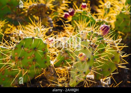 Opuntia ficus-indica Feigenkaktus, Indische Feige, Reifen schmackhafte Früchte. Cactus Stockfoto