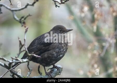 Ein erwachsenes Weibchen Amsel (UK). Sie ist auf einen kleinen Zweig von einem Apfelbaum im Winter. Stockfoto