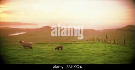 Schafe in den grünen Feldern. Stockfoto
