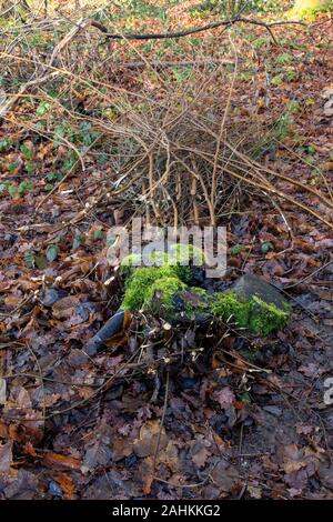 Intime Landschaft mit Baumstumpf, der an einem nassen Wintertag in Selsdon Woods, Croydon, England, Großbritannien, Europa mit Moos bedeckt ist Stockfoto