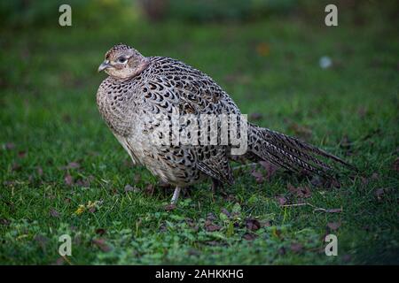 Weibliche gemeinsame Fasan Phasianus colchicus (Hen) Stockfoto