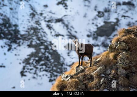 Wild GEMSE (RUPICAPRA) in den italienischen Alpen. Nationalpark Gran Paradiso, Italien Stockfoto