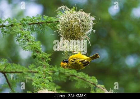 Weniger maskiert Weaver (ploceus Intermedius) Gebäude Nest, Kenia Stockfoto