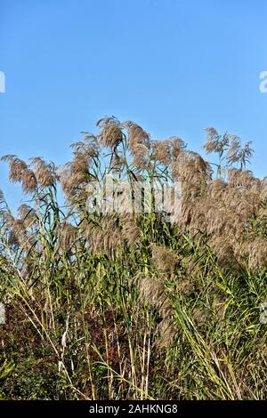 Phragmites australis, Schilf, invasive Pflanze, um Saatgut, Aransas National Wildlife Refuge, Texas. Stockfoto