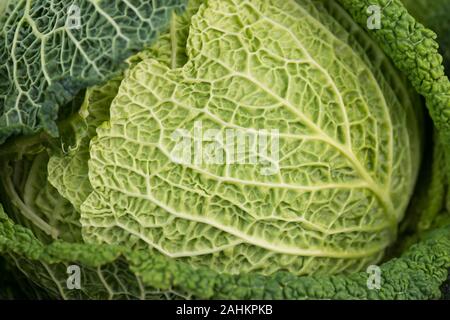 Wirsingkohl, grüne Gemüse Stockfoto