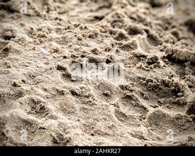 Schlammigen Hund Pfotenabdrücke im Sand Stockfoto