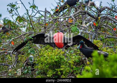 Prachtvolle Fregatte Vogel im natürlichen Lebensraum in Belize Inseln Stockfoto