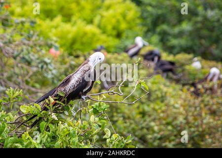 Prachtvolle Fregatte Vogel im natürlichen Lebensraum in Belize Inseln Stockfoto