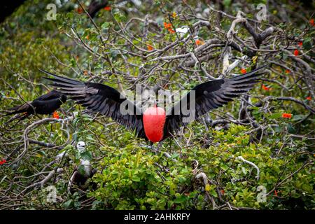 Prachtvolle Fregatte Vogel im natürlichen Lebensraum in Belize Inseln Stockfoto