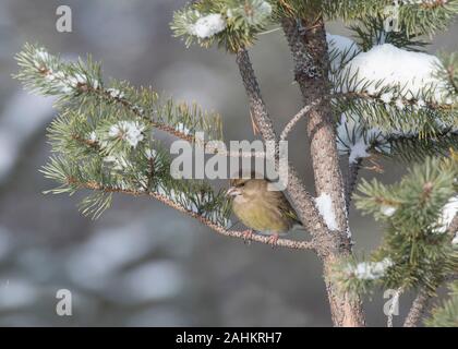 Grünfink (Carduelis chloris) im Winter, Kaamanen, Finnland Stockfoto