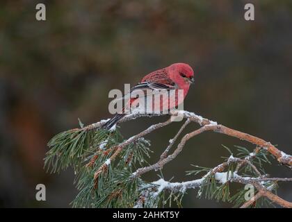 Grosbeak Kiefer (Pinicola enucleator), männlich im Winter, Kaamanen, Arktis Finnland Stockfoto