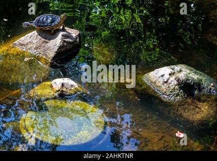 Red eared Slider Turtle ist Aalen in der Sonne auf einem Stein in einem Teich, mit schönen Reflexionen im plätschern, flachen Wasser. Stockfoto