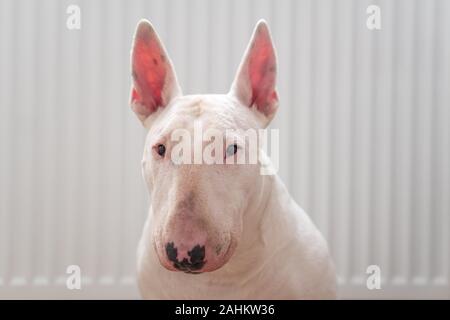 Portrait Foto von White Bull Terrier mit weißem Hintergrund Stockfoto