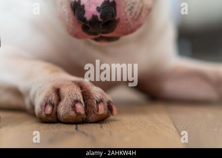 Farbe weiß hund Füße, Pfoten und Beine auf Holz Stockfoto