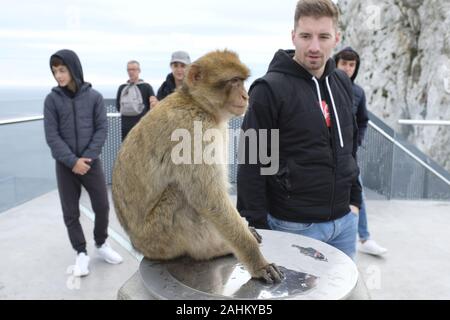 Touristen fotografieren die Affen auf dem Felsen von Gibraltar. Stockfoto