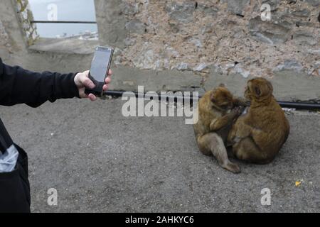 Touristen fotografieren die Affen auf dem Felsen von Gibraltar. Stockfoto