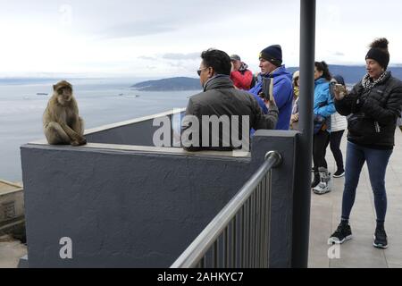 Touristen fotografieren die Affen auf dem Felsen von Gibraltar. Stockfoto