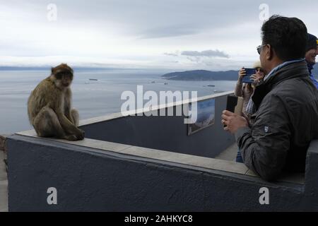 Touristen fotografieren die Affen auf dem Felsen von Gibraltar. Stockfoto