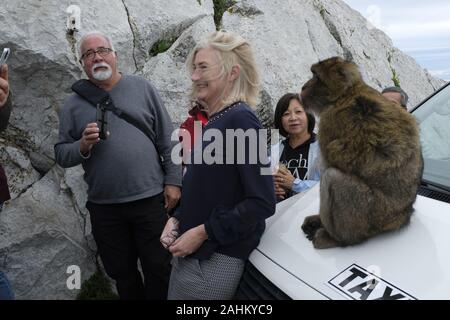 Touristen fotografieren die Affen auf dem Felsen von Gibraltar. Stockfoto