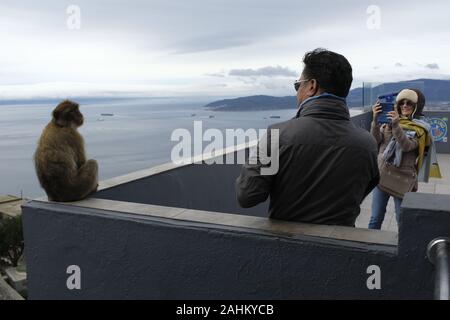 Touristen fotografieren die Affen auf dem Felsen von Gibraltar. Stockfoto