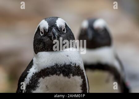 Afrikanische Pinguin (Spheniscus demersus) closeup Stockfoto