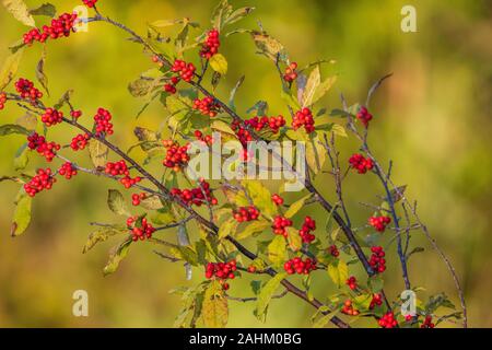 Winterberry im nördlichen Wisconsin wächst. Stockfoto