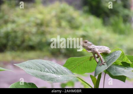 Eastern Garden Lizard (Calotes versicolor) Sonnenbaden am Morgen. In der Regenzeit, die Farbe ihrer Haut drehen bis grünlich. Stockfoto