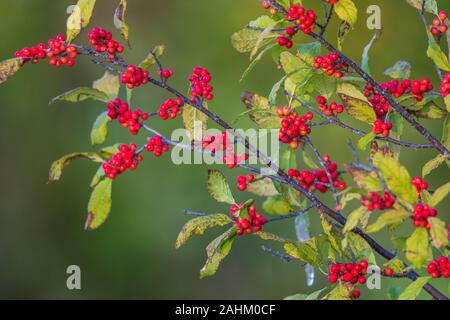 Winterberry im nördlichen Wisconsin wächst. Stockfoto