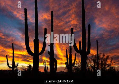 Saguaro ist Sonnenuntergang Stockfoto