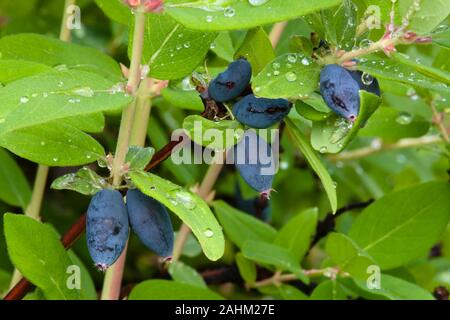 Geißblatt Beeren wachsen auf dem Zweig im Garten Stockfoto