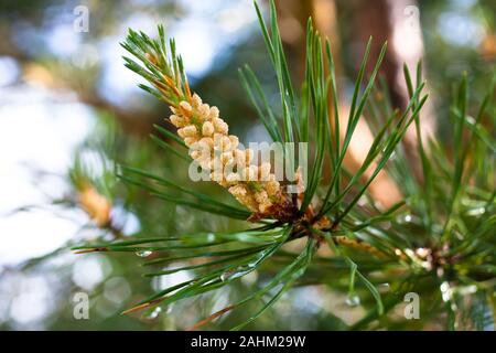 Strobile auf der Fichte (Picea abies) Stockfoto