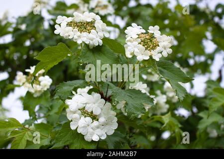 Blühend viburnum Viburnum opulus () im Garten Stockfoto