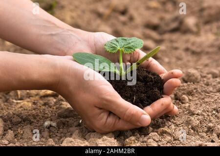 Sämling von Zucchini mit Boden in den Frauen Hände Stockfoto