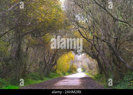 Herbst Landschaft. Leere Straße, die zu den weit entfernten durch Baum Wald. Wald wandern Wanderung Trail. Stockfoto